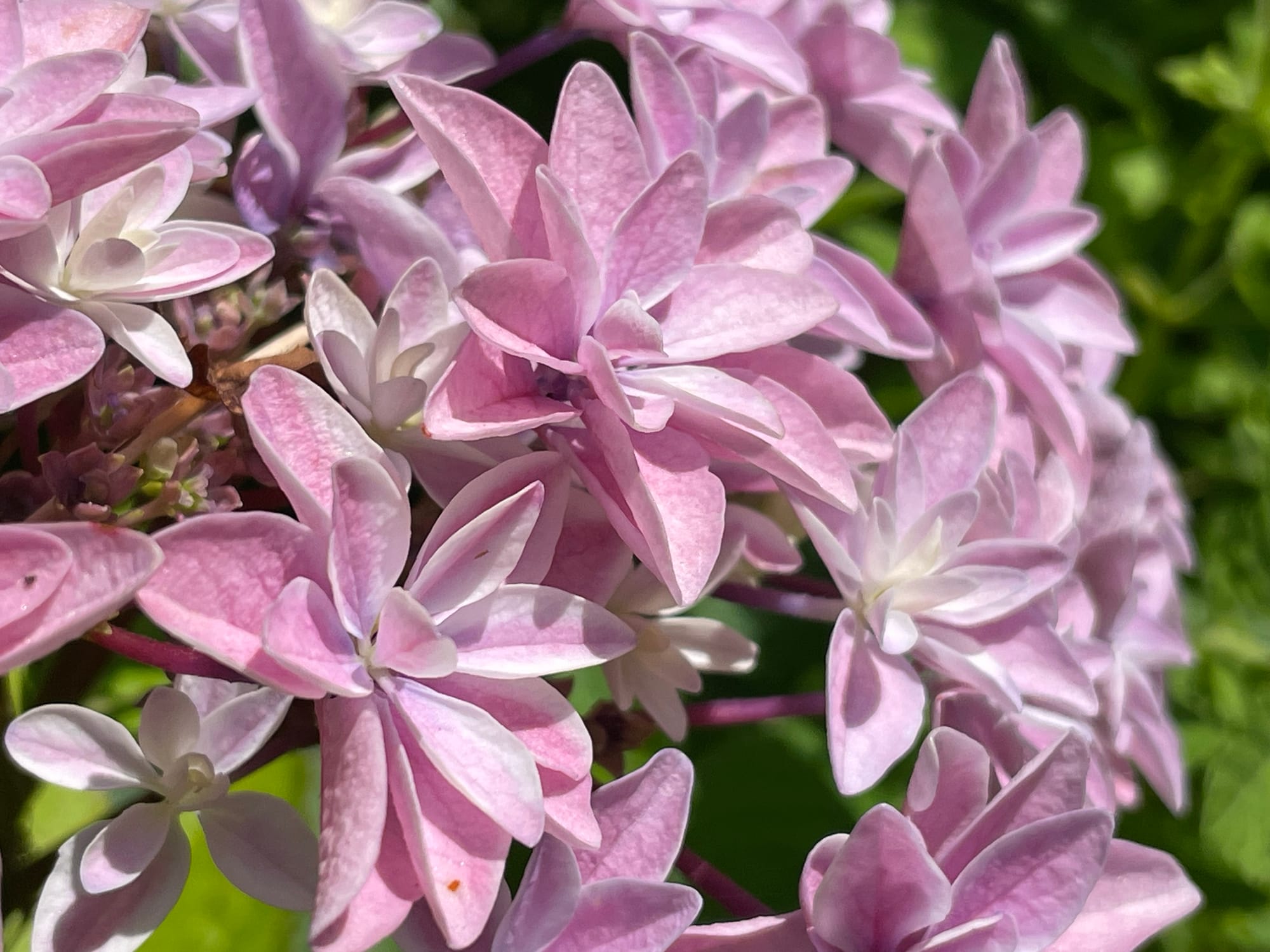 Why I Keep Mixing Up Hortensia, Hibiscus and Rhododendron