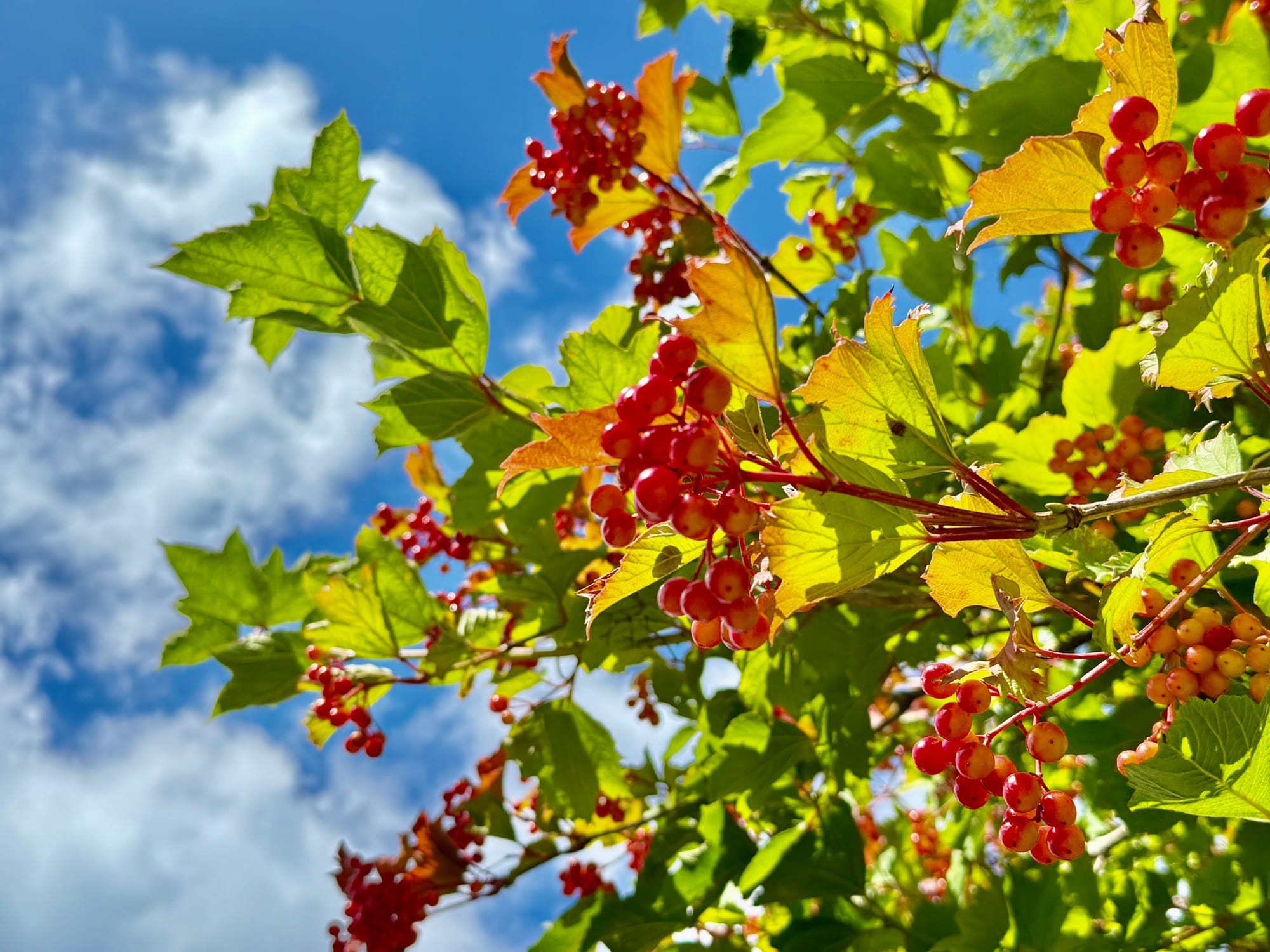 Google One vs Google Workspace: Where do you get real AI and Gemini Advanced?