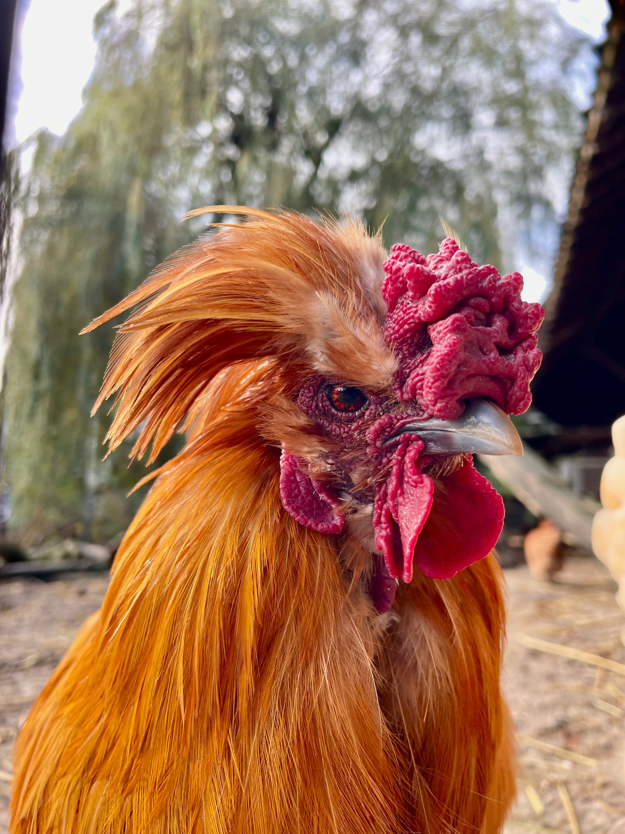 Colophon & Disclaimer