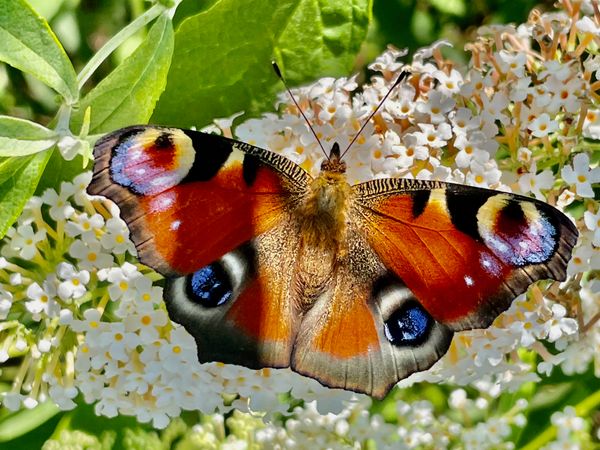 From caterpillar to butterfly.