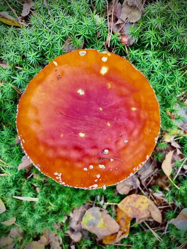 Mint your first Non-Fungible Token (NFT)