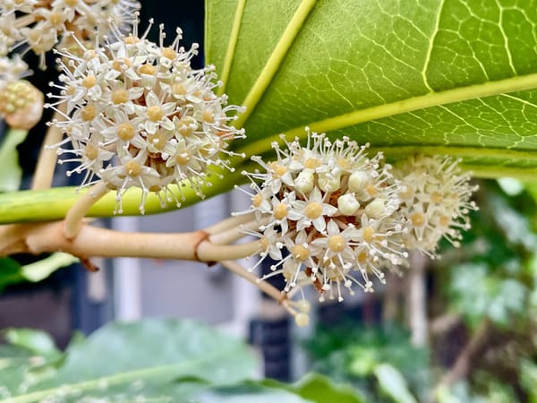 Whisper by OpenAI: Unlocking Speech Recognition for Transcription and Beyond