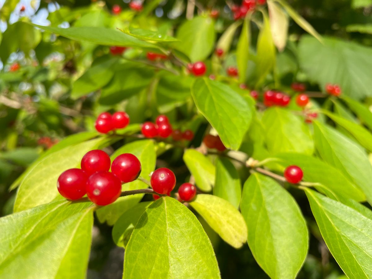 Flying Blind: Measuring Traffic When Your Readers Are Machines